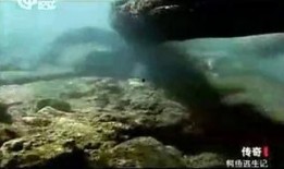 巨鱼下集电影在线观看,深海奇遇再续篇在线观影指南