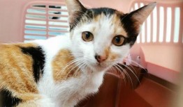 三花与猫猫爆料视频在线观看,欢乐瞬间，温馨互动