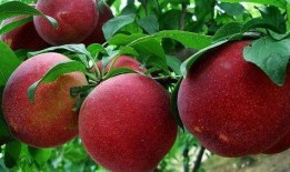 李子恋情爆料最新,明星甜蜜瞬间曝光，真相究竟如何？