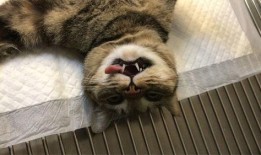 三花与猫猫爆料视频在线观看,欢乐瞬间，温馨互动