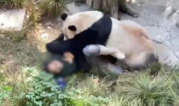 潮汕双儿熊猫爆料视频,揭秘幕后故事与趣味瞬间