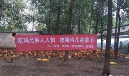 鸡场老板爆料视频