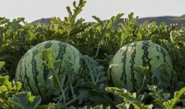 大连网红吃瓜,揭秘网络热点的背后真相