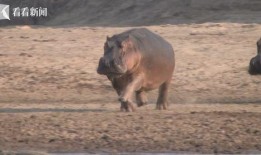 河马视频在线观看