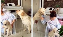 狗崽爆料孩子视频,温馨视频记录童年点滴