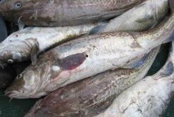 鳕鱼最新爆料图片高清视频,惊艳瞬间尽收眼底