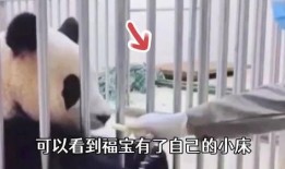 福宝爷爷爆料福宝视频大全,福宝视频大全精彩瞬间大汇总