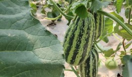 仙剑世界3娱乐吃瓜,娱乐吃瓜，揭秘幕后故事与精彩瞬间