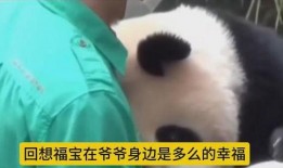 福宝爷爷爆料福宝视频大全,福宝视频大全精彩瞬间大汇总