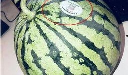 大连网红吃瓜,揭秘网络热点的背后真相