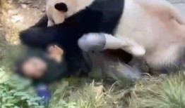 重庆动物园爆料新闻视频,神秘动物亮相，揭秘背后故事