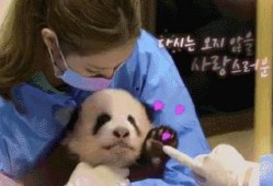 爆料熊猫事件视频播放在线观看,在线观看揭秘幕后真相