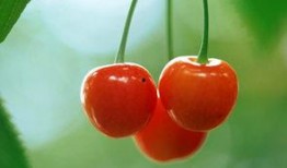 樱桃成熟爆料视频大全,视频大全带你领略鲜果魅力