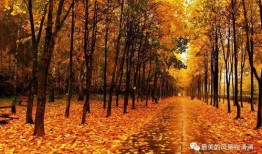 秋天妈妈最新爆料图片,秋日风情尽显母爱光辉