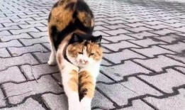 三花与猫猫爆料视频在线观看,欢乐瞬间，温馨互动