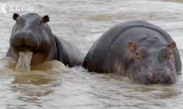 河马视频在线观看