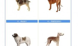 幼师爆料牛头梗视频,引发网友热议！