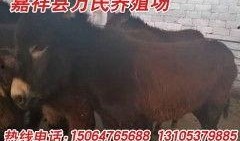 大驴最新爆料,揭秘娱乐圈最新动态，带你走进明星幕后故事