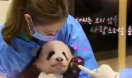 潮汕双儿熊猫爆料视频,揭秘幕后故事与趣味瞬间