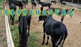 大驴最新爆料,揭秘娱乐圈最新动态，带你走进明星幕后故事