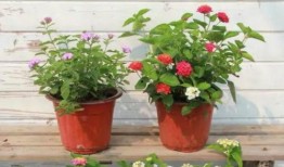 饶平最新爆料新闻视频下载,视频揭秘惊人内幕