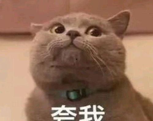 猫吃瓜的表情包