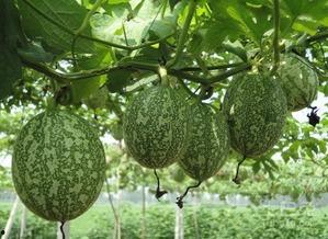 娱乐吃瓜图片大全